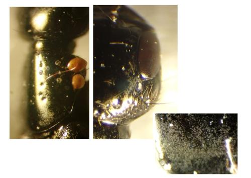 Philonthus politus
