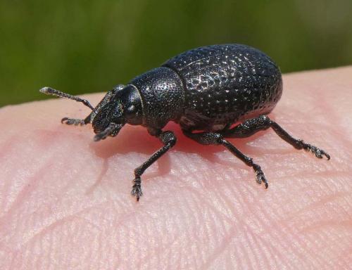 Polydius bellieri