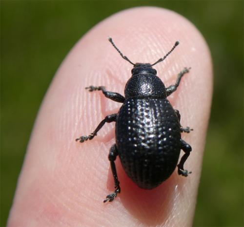 Réf. 345 337 : Polydius bellieri