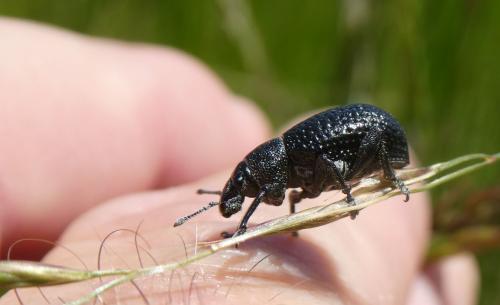Polydius bellieri