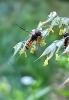 345488 – Photo : Manu70 – France (70)