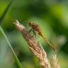 345674 – Photo : Paola Pac—De Rus – Espagne