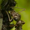 345364 – Photo : Damien GRILLIERE – France (15)