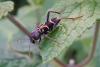 345158 – Photo : Philippe Defranoux – France (68)