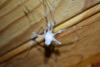 345631 – Photo : Numayta – France (68)