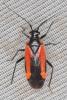 345846 – Photo : Shamgar Brook – France (06)