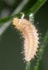 345600 – Photo : Michel Pansiot – France (26)