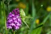 345087 – Photo : Bernard Saquet – France (48)