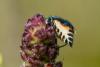 345362 – Photo : Bernard Saquet – France (30)
