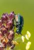 345363 – Photo : Bernard Saquet – France (30)