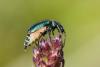 345010 – Photo : Bernard Saquet – France (30)
