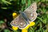 345849 – Photo : Bernard Saquet – France (48)