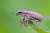 345501 – Photo : Jean-Claude Lablanquie – France (63)