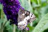 345736 – Photo : Jean-Claude Lablanquie – France (63)