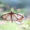 345754 – Photo : Philippe Gilot – France (37)