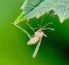 345869 – Photo : Jean-Michel GAREL – France (89)