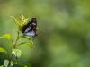 345073 – Photo : patrick derennes – France (01)
