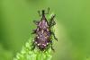 345530 – Photo : J.Ygnard – France (77)