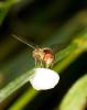 345508 – Photo : Cymatia – France (50)