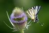 345976 – Photo : dominique goumand – France (93)