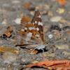 345973 – Photo : dominique goumand – France (93)