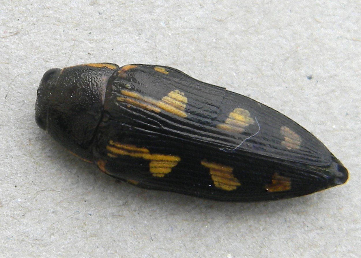 michèle hirigoyen - Buprestis (Buprestis) novemmaculata - réf. 345264 (1251 x 892 pixels, 194 ko)