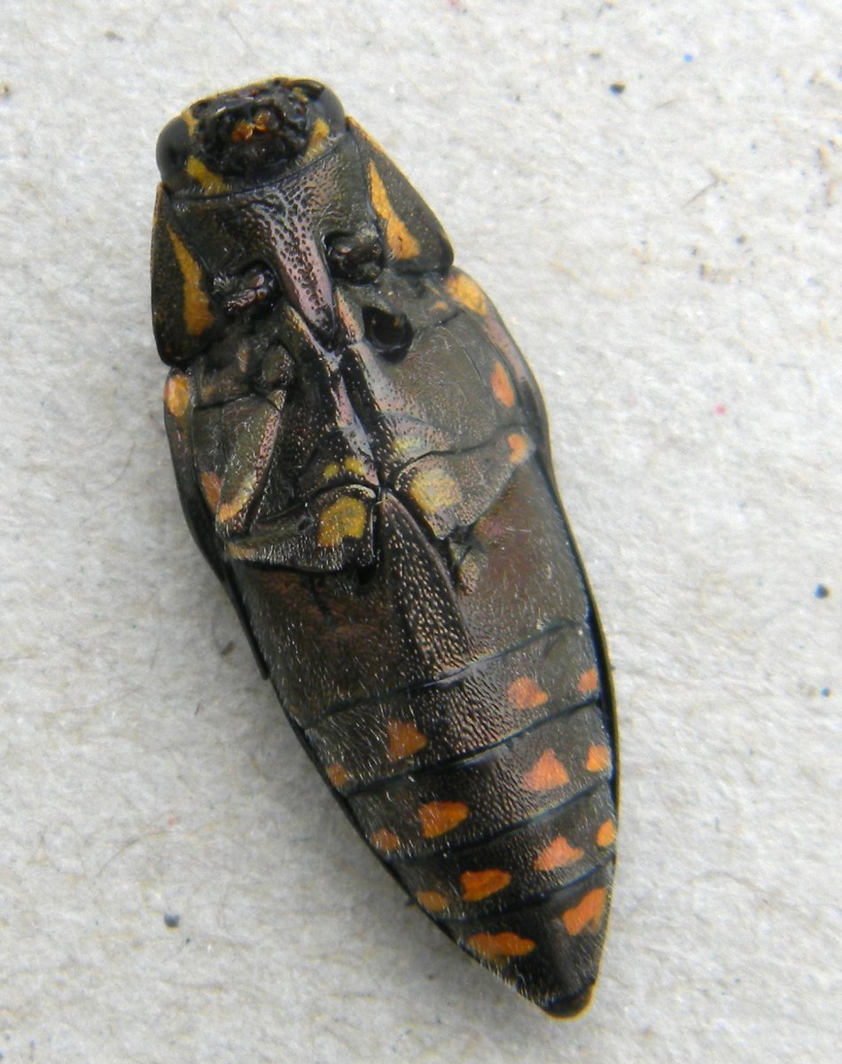 michèle hirigoyen - Buprestis (Buprestis) novemmaculata - réf. 345265 (950 x 1200 pixels, 192 ko)
