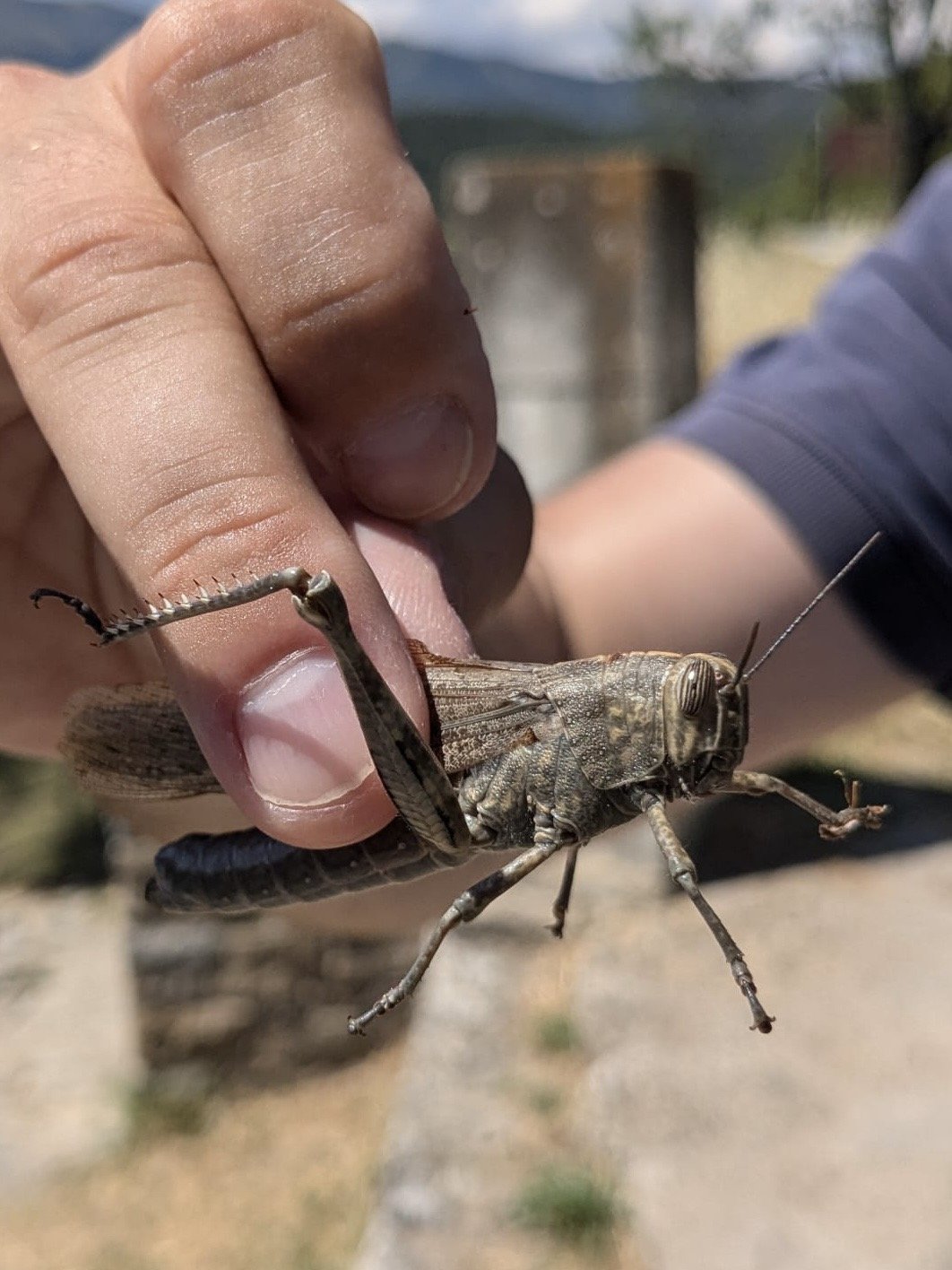 Anonyme - Anacridium aegyptium - réf. 345916 (1062 x 1416 pixels, 209 ko)