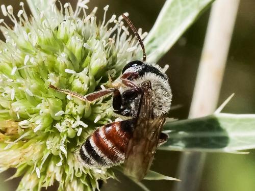 Réf. 346 944 : Andrena variabilis