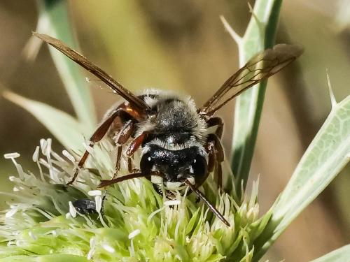 Réf. 346 945 : Andrena variabilis