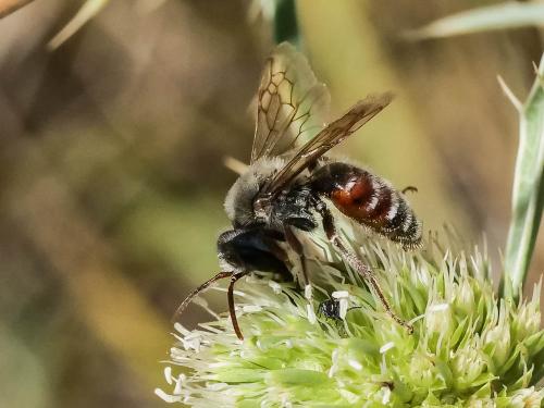 Réf. 346 946 : Andrena variabilis