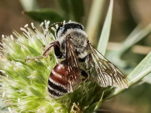 Réf. 346 947 : Andrena variabilis