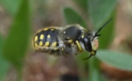 Réf. 346 617 : Anthidium sp.