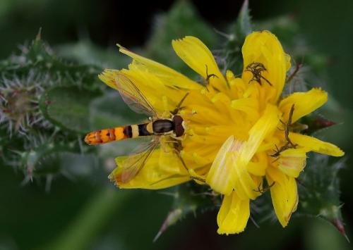 Réf. 346 201 : Sphaerophoria scripta
