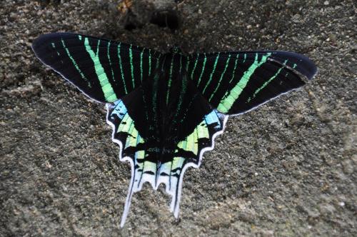 Urania leilus