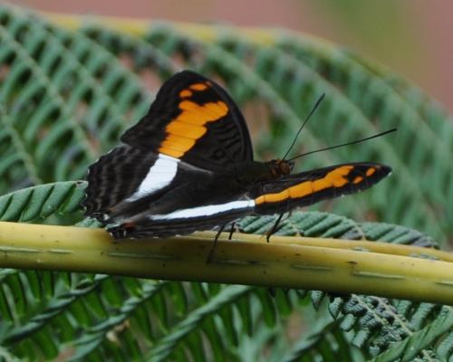 Adelpha sp.