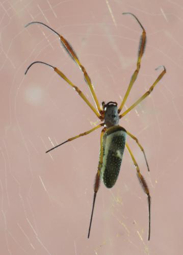Réf. 346 337 : Trichonephila clavipes