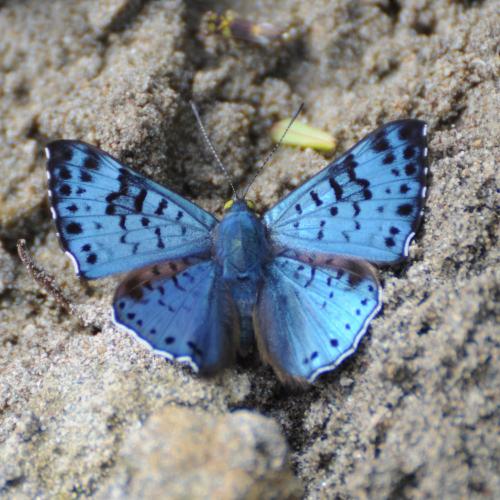 Réf. 346 373 : Lasaia sp.