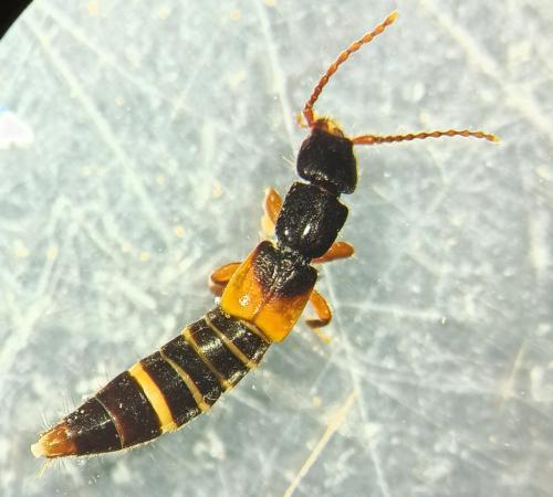Achenium depressum