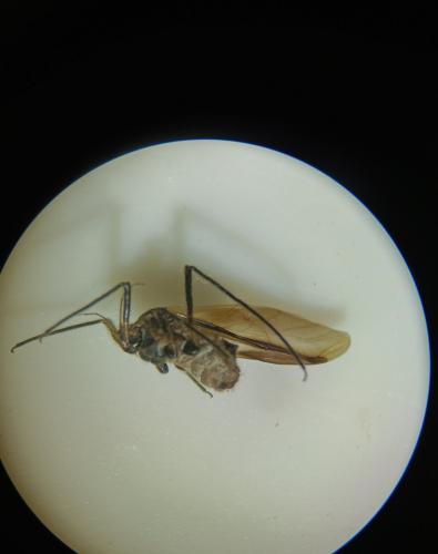 Réf. 346 146 : Tuberolachnus salignus