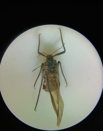 Réf. 346 147 : Tuberolachnus salignus