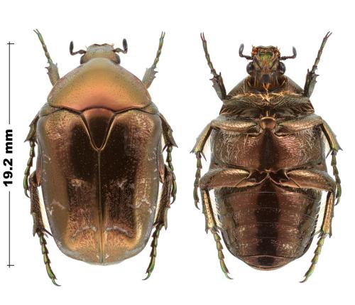 Potosia fieberi