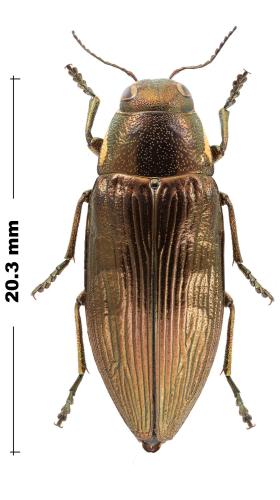 Réf. 346 851 : Buprestis haemorrhoidalis araratica