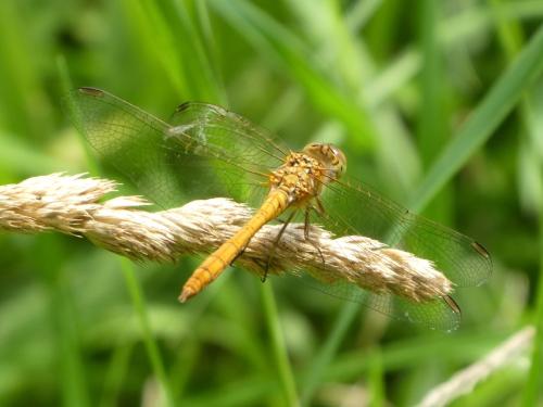 Réf. 346 106 : Sympetrum meridionale