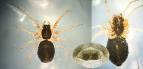 Réf. 346 087 : Hylyphantes nigritus