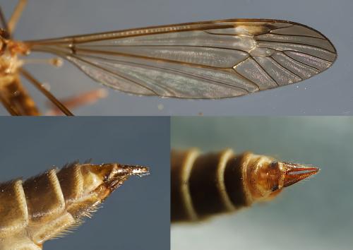 Réf. 346 103 : Tipula helvola