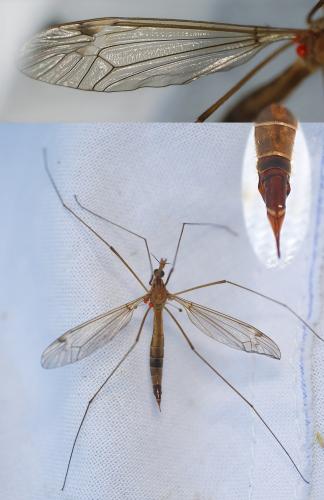 Tipula lunata