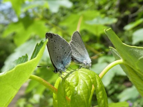 Cupido minimus