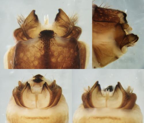 Ecclisopteryx dalecarlica