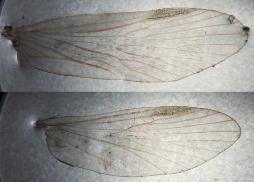 Réf. 346 700 : Rhyacophila tristis
